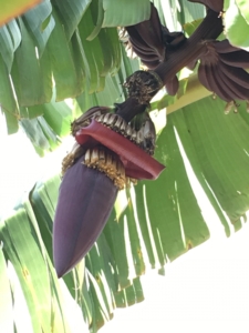 A Purple Banana Tree in Abner's yard